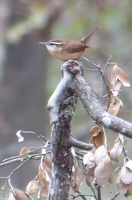 Carolina Wren